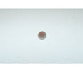Wega Valve Rubber Mushroom