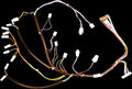 Coffetek Vitro Signal Loom - commercial coffee spare part