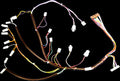 Coffetek Wiring Loom Senal Vitro S1 – genuine Coffetek part 43233340